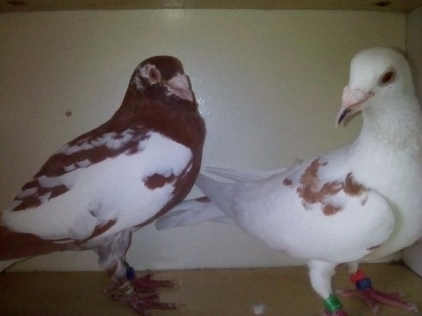  - VOIAJORI MEULEAMANS