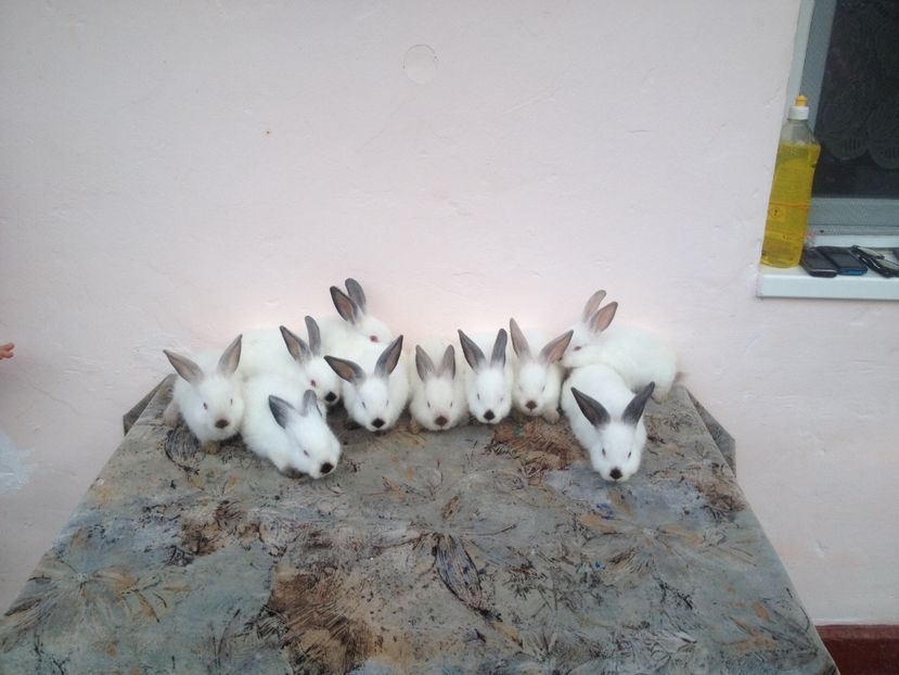 image - Arhiva De vânzare californieni la 2 luni