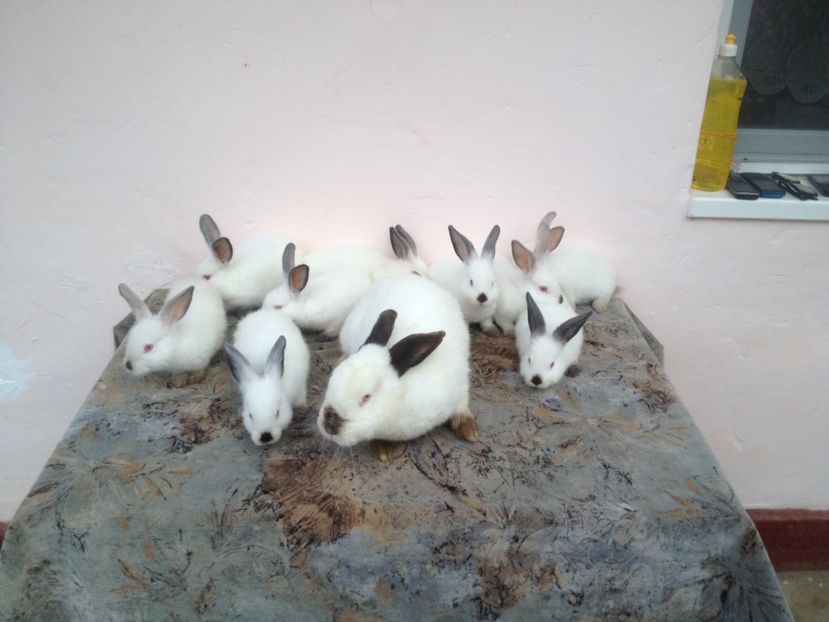 image - Arhiva De vânzare californieni la 2 luni