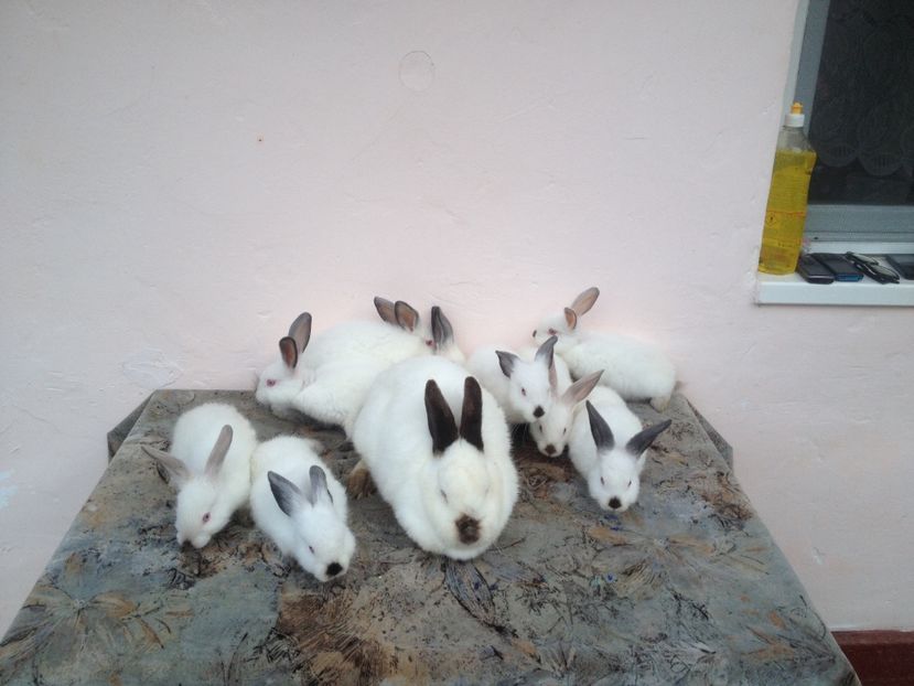 image - Arhiva De vânzare californieni la 2 luni