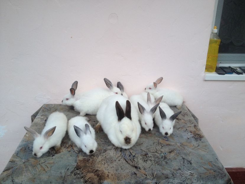 image - Arhiva De vânzare californieni la 2 luni