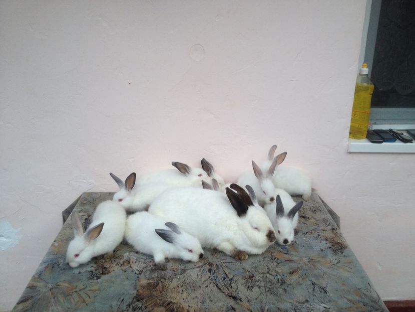 image - Arhiva De vânzare californieni la 2 luni