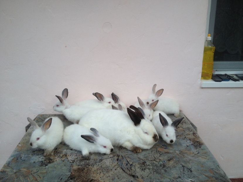 image - Arhiva De vânzare californieni la 2 luni