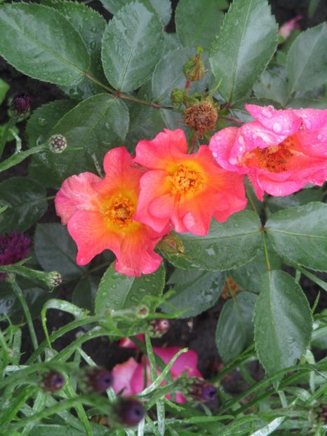  - Yann Arthus Bertrand