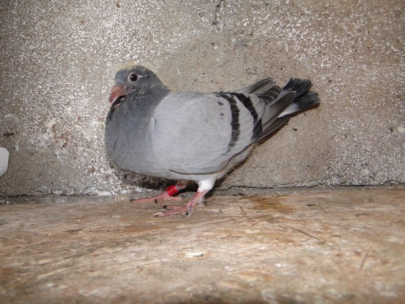  - porumbei care mi-au apartinut