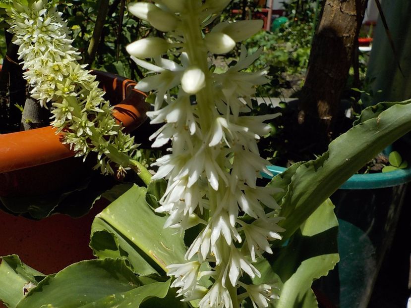  - eucomis