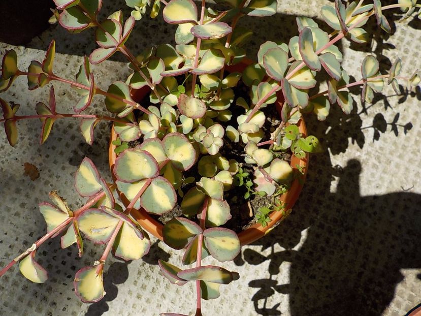  - sedum sieboldii variegat