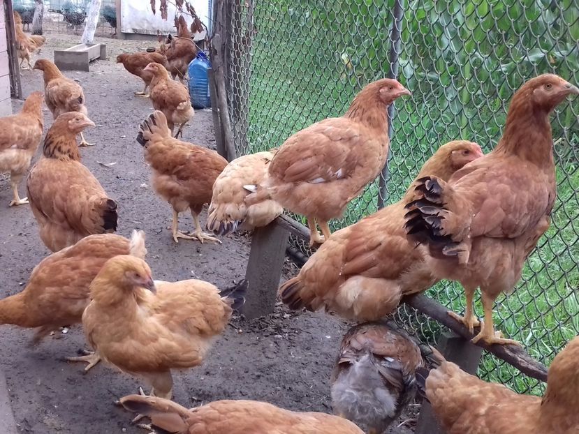 Kabir - PUI-TINERET 2017