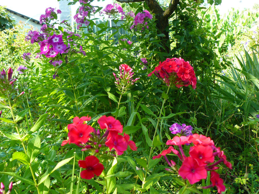 Phlox Red Riding Hood - 2017 Gradina Iulie_Lilium