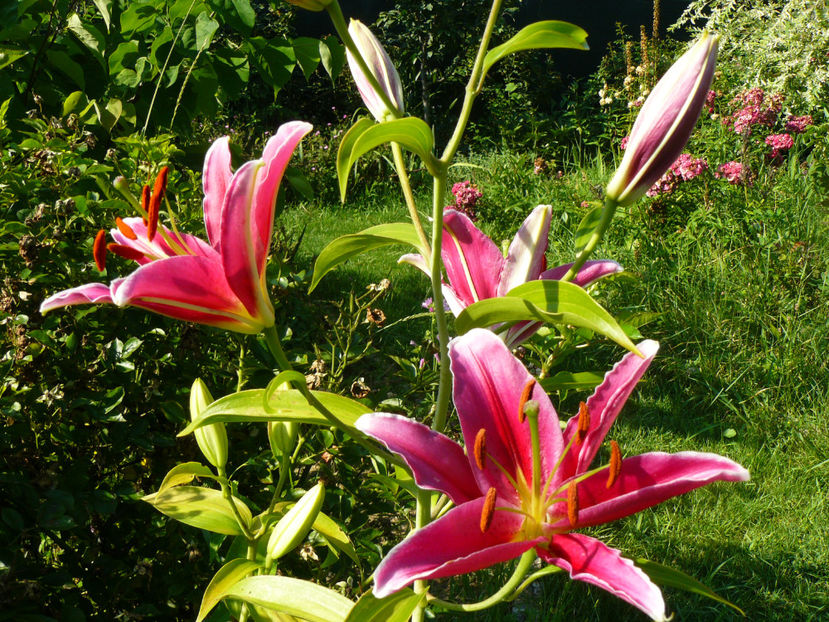 Crin Oriental Rio Negro - 2017 Gradina Iulie_Lilium