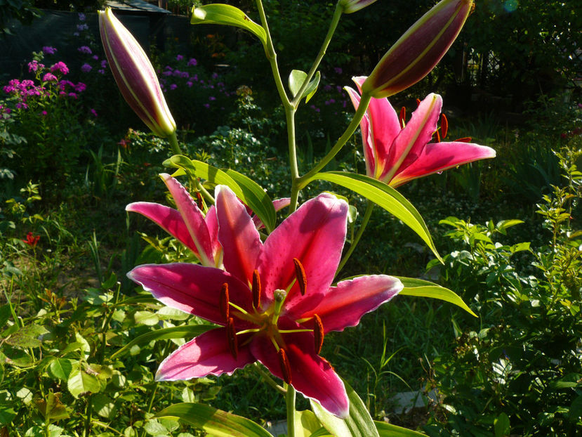 Crin Oriental Rio Negro - 2017 Gradina Iulie_Lilium