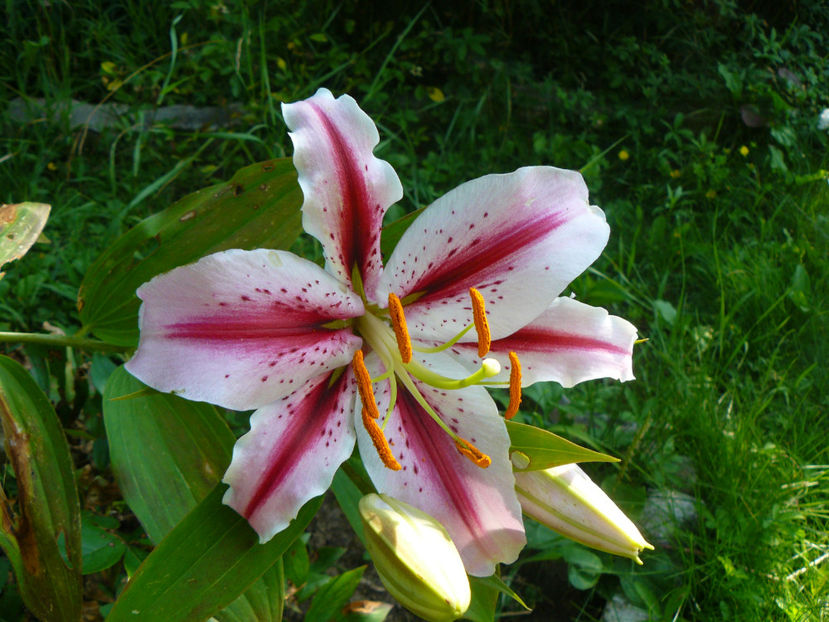 Dizzy - 2017 Gradina Iulie_Lilium