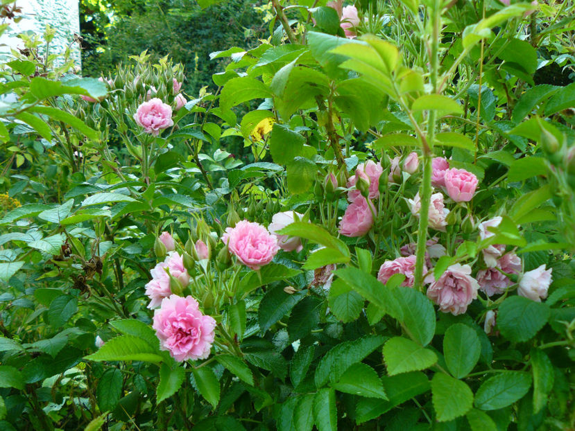 Pink Grootebndorst remonteaza ! - 2017 Gradina Iulie_Lilium