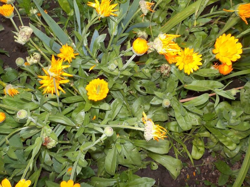  - galbenele in gradina