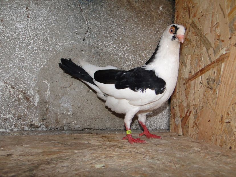 M 2017-8801 - porumbei care mi-au apartinut