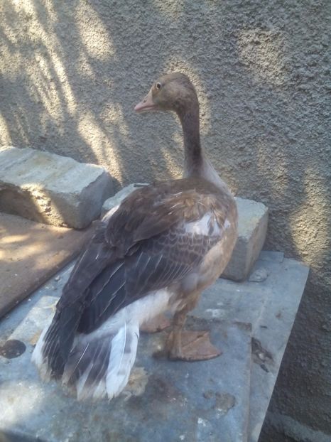  - gâște sălbatice