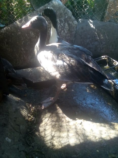  - gâște sălbatice