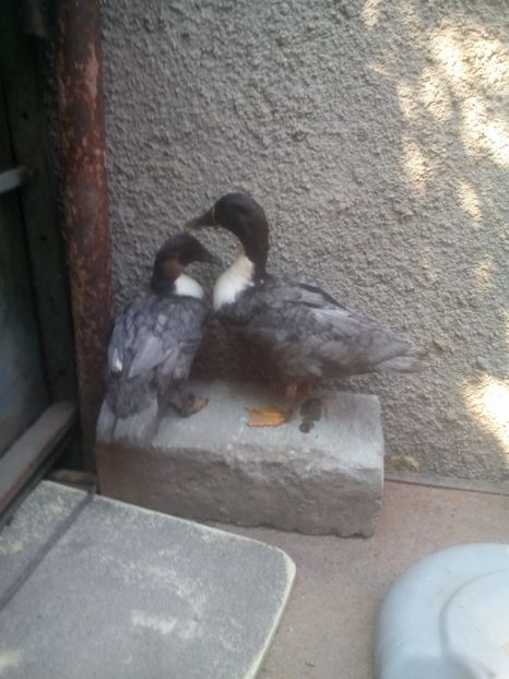  - rățuște albastre
