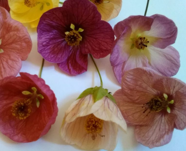  - colecția mea de abutiloni din seminte