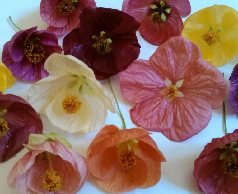  - colecția mea de abutiloni din seminte