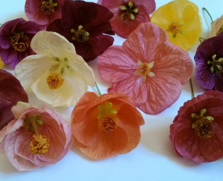  - colecția mea de abutiloni din seminte