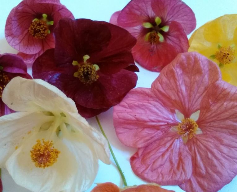  - colecția mea de abutiloni din seminte