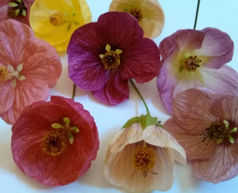  - colecția mea de abutiloni din seminte