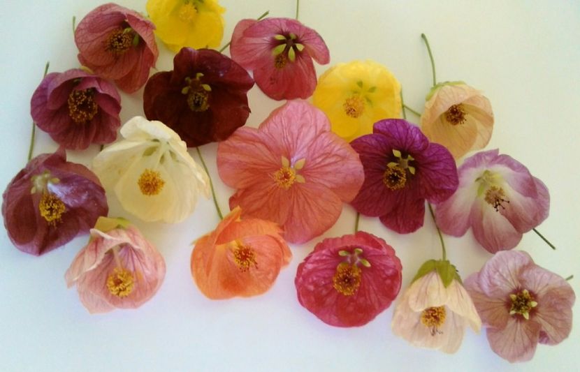  - colecția mea de abutiloni din seminte