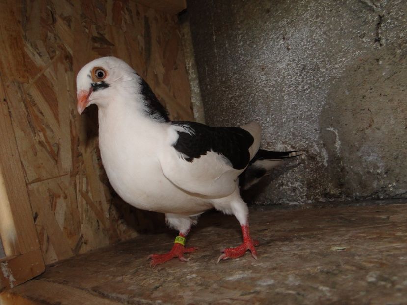 M 2017-8823 - porumbei care mi-au apartinut