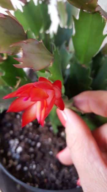  - Schlumbergera-craciunita N