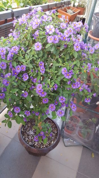  - Solanum rantonnetii Blue Fountain