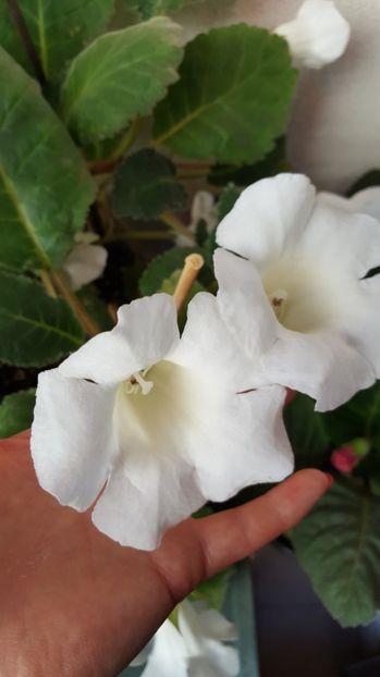  - Gloxinia