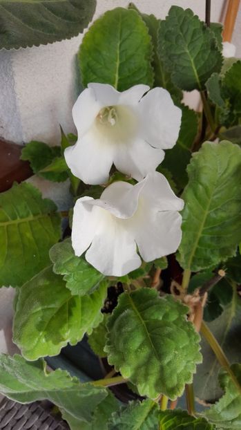  - Gloxinia