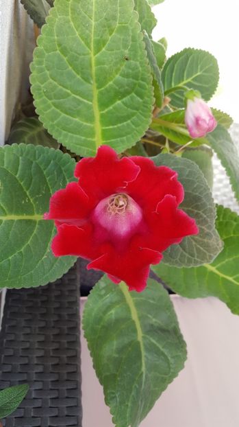  - Gloxinia