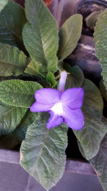  - streptocarpus