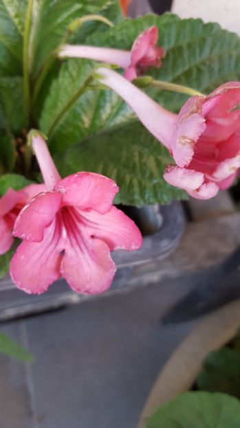  - streptocarpus