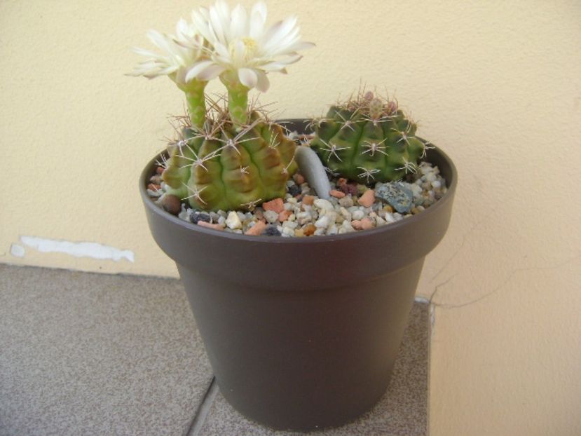 Gymnocalycium damsii v. tucavocense - Cactusi 2017 Gymnocalycium