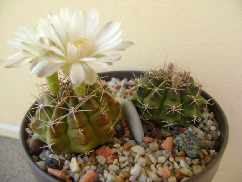 Gymnocalycium damsii v. tucavocense - Cactusi 2017 Gymnocalycium