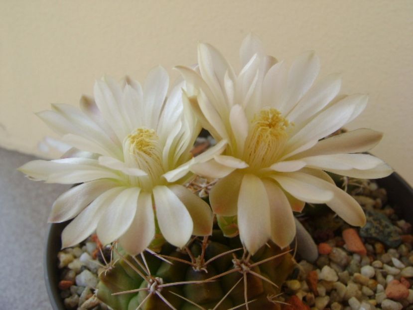 Gymnocalycium damsii v. tucavocense - Cactusi 2017 Gymnocalycium