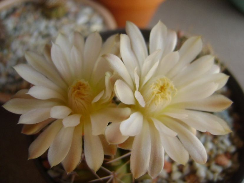 Gymnocalycium damsii v. tucavocense - Cactusi 2017 Gymnocalycium