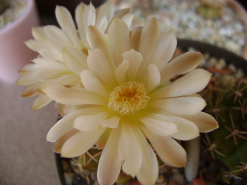 Gymnocalycium damsii v. tucavocense - Cactusi 2017 Gymnocalycium