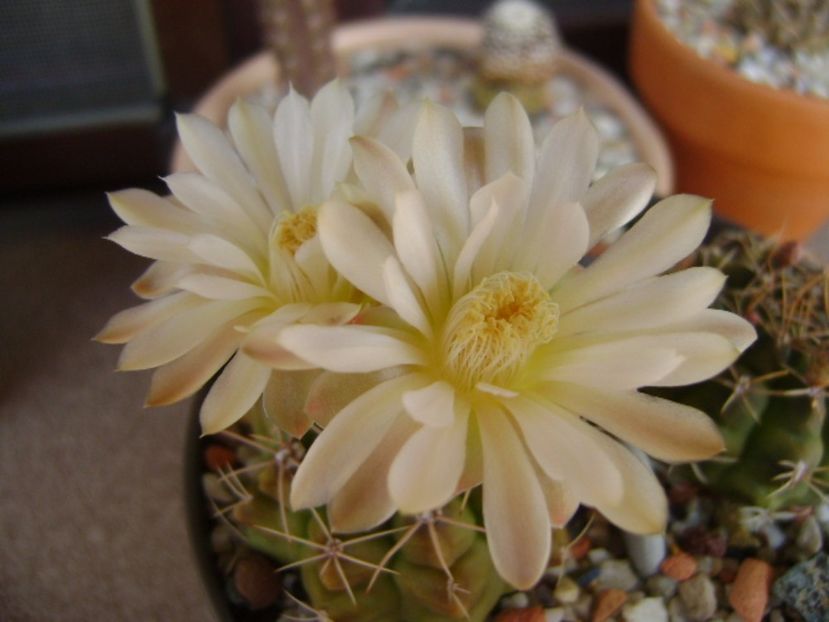 Gymnocalycium damsii v. tucavocense - Cactusi 2017 Gymnocalycium
