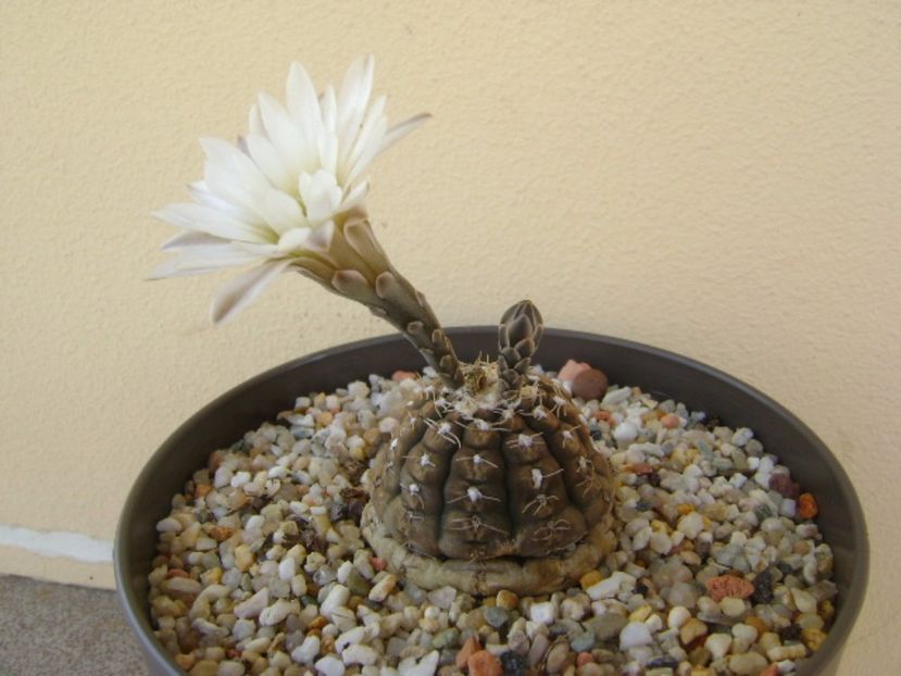 Gymnocalycium ragonesei - Cactusi 2017 Gymnocalycium