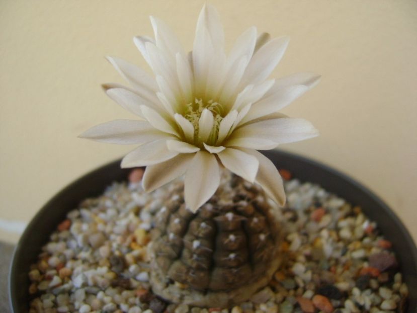 Gymnocalycium ragonesei - Cactusi 2017 Gymnocalycium