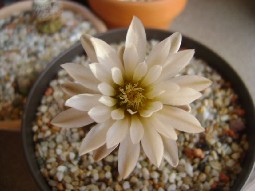 Gymnocalycium ragonesei - Cactusi 2017 Gymnocalycium