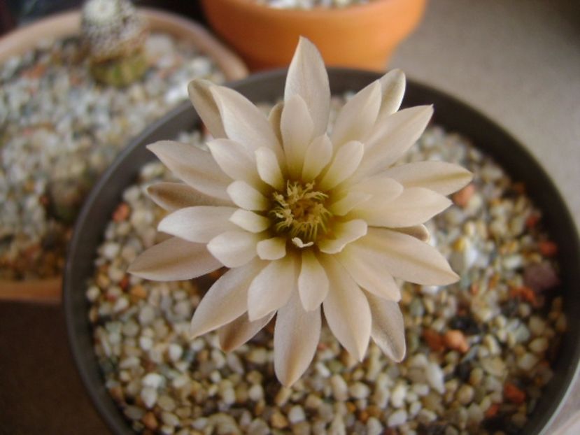 Gymnocalycium ragonesei - Cactusi 2017 Gymnocalycium