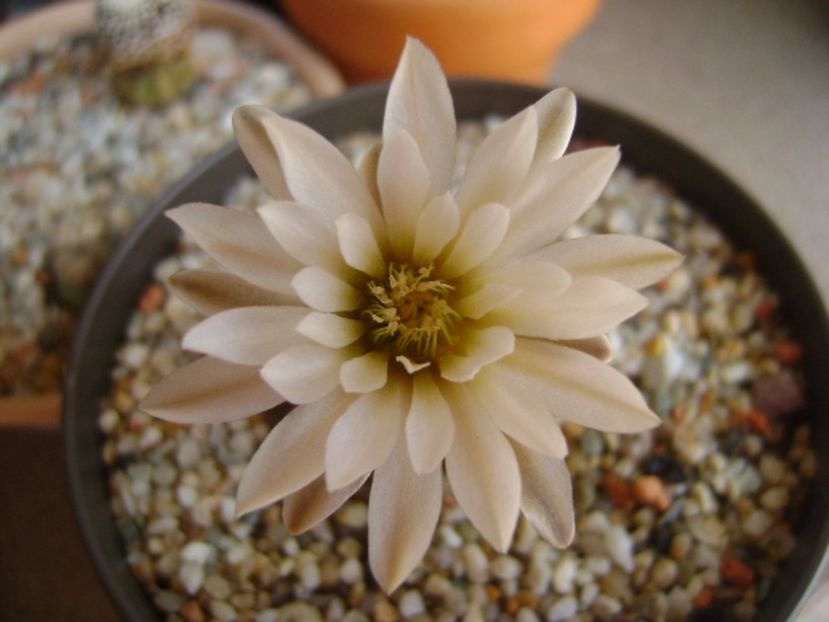 Gymnocalycium ragonesei - Cactusi 2017 Gymnocalycium