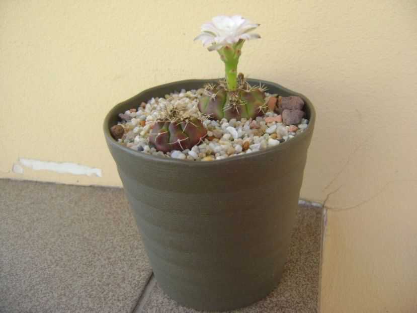 Gymnocalycium asterium v. minimum - Cactusi 2017 Gymnocalycium