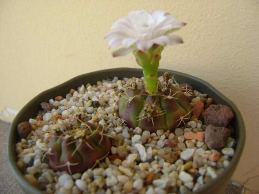 Gymnocalycium asterium v. minimum - Cactusi 2017 Gymnocalycium