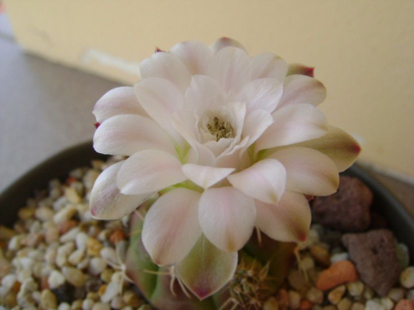 Gymnocalycium asterium v. minimum - Cactusi 2017 Gymnocalycium